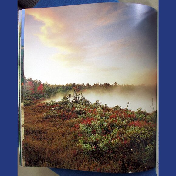 Book - Wetlands: The Web of Life, by Paul Rezendes and Paulette Roy - Picture 7 of 13